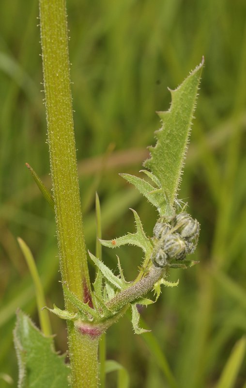Crepis biennis. Stem leaf.