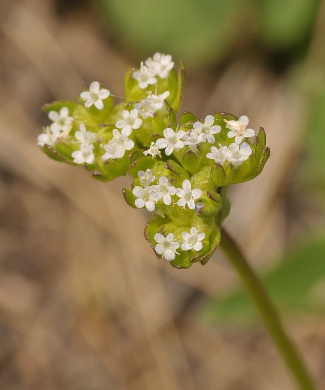 Valerianella locusta. Close-up.