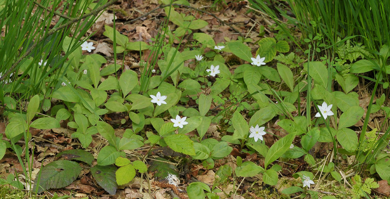 Trientalis europaea.