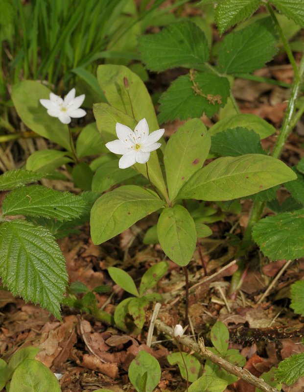 Trientalis europaea.