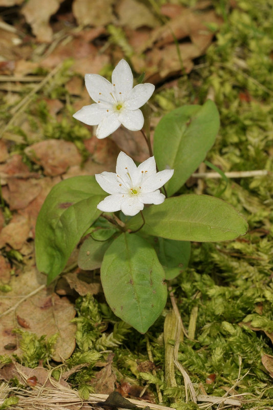 Trientalis europaea.