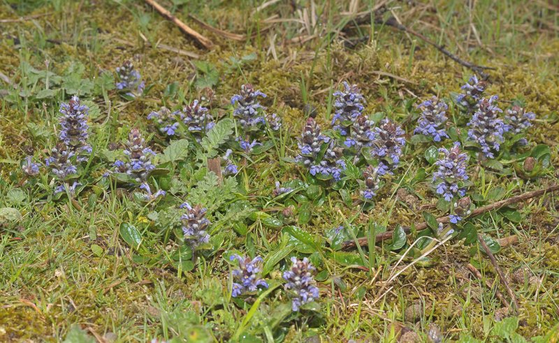 Ajuga reptans.