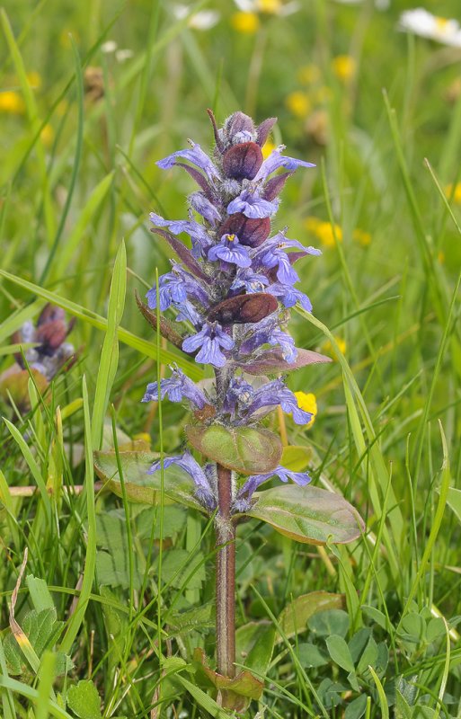 Ajuga reptans.