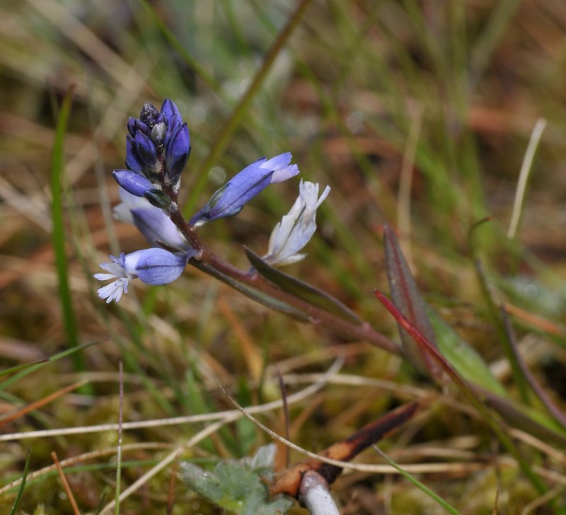 Polygala vulgaris. Blue.