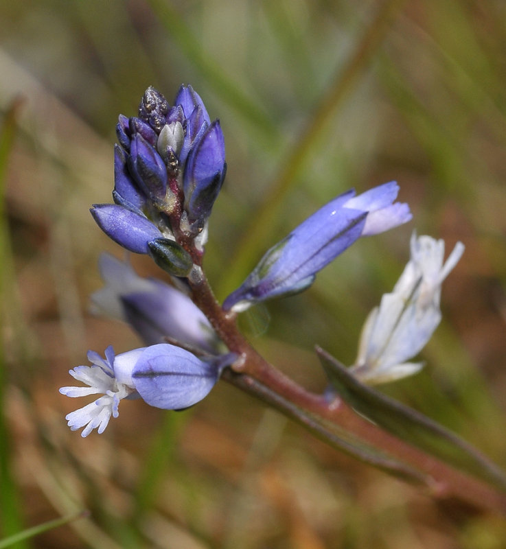 Polygala vulgaris. Blue. Close-up.