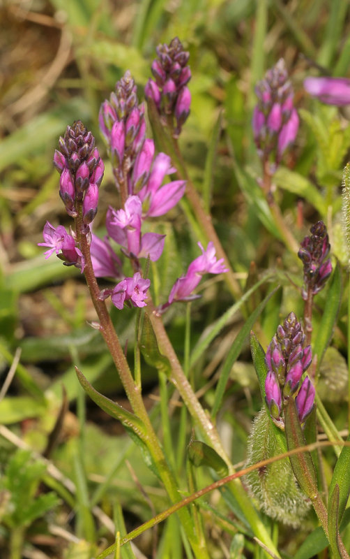 Polygala vulgaris. Purple.