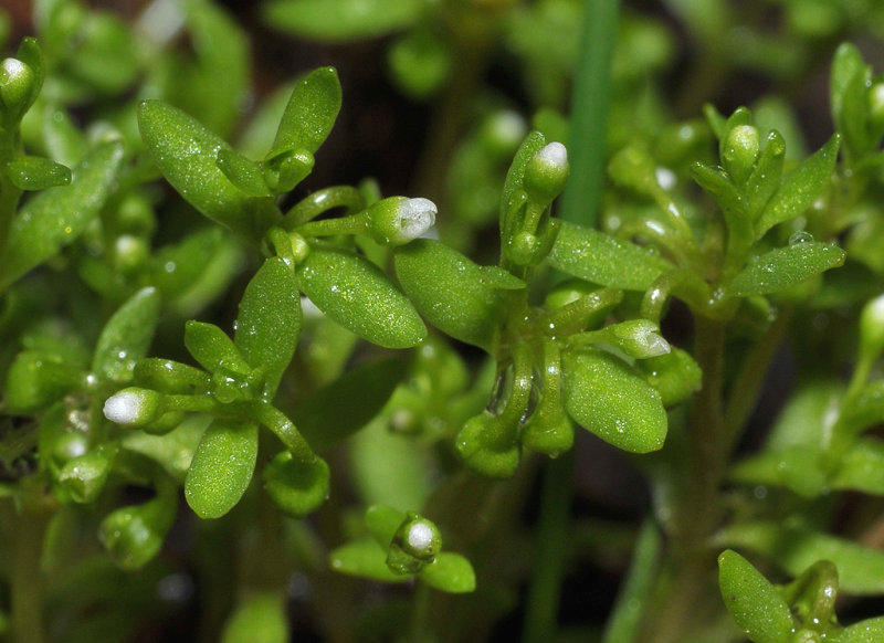 Montia minor. Close-up.