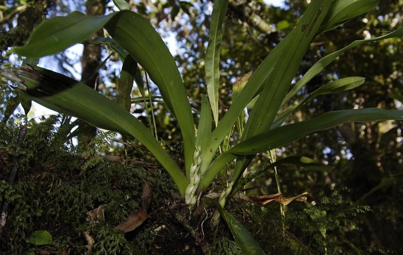 Angraecum bracteosum.