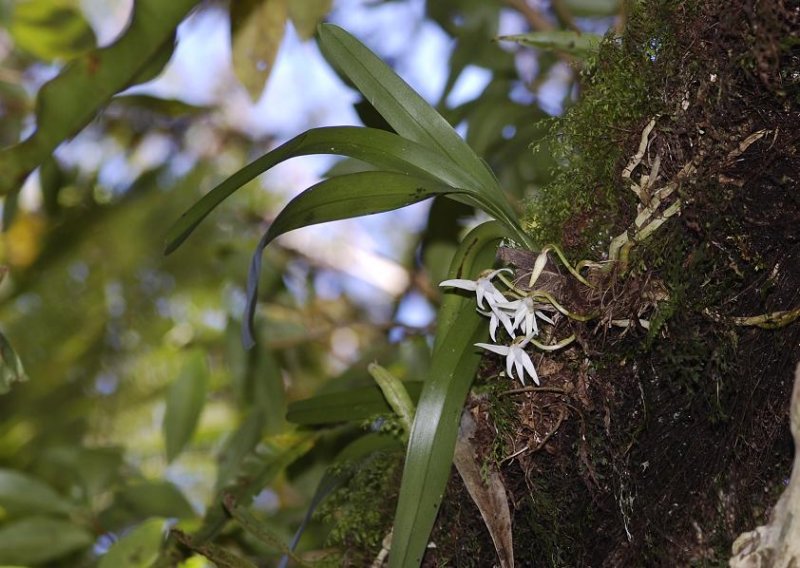 Jumellea triquetra