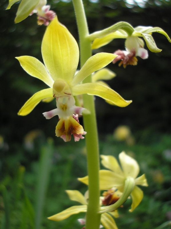 Calanthe tricarinata.
