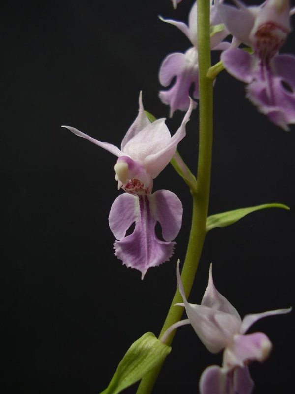 Calanthe puberula (syn. C. reflexa)