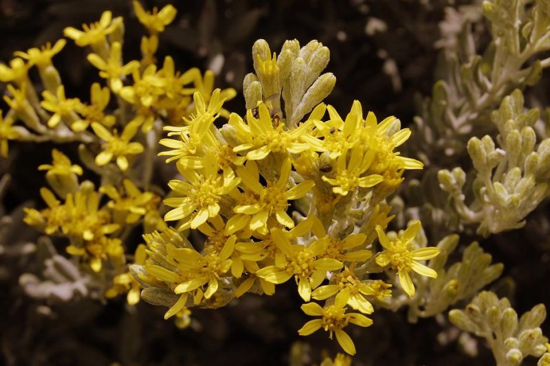 Hubertia ambavilla.