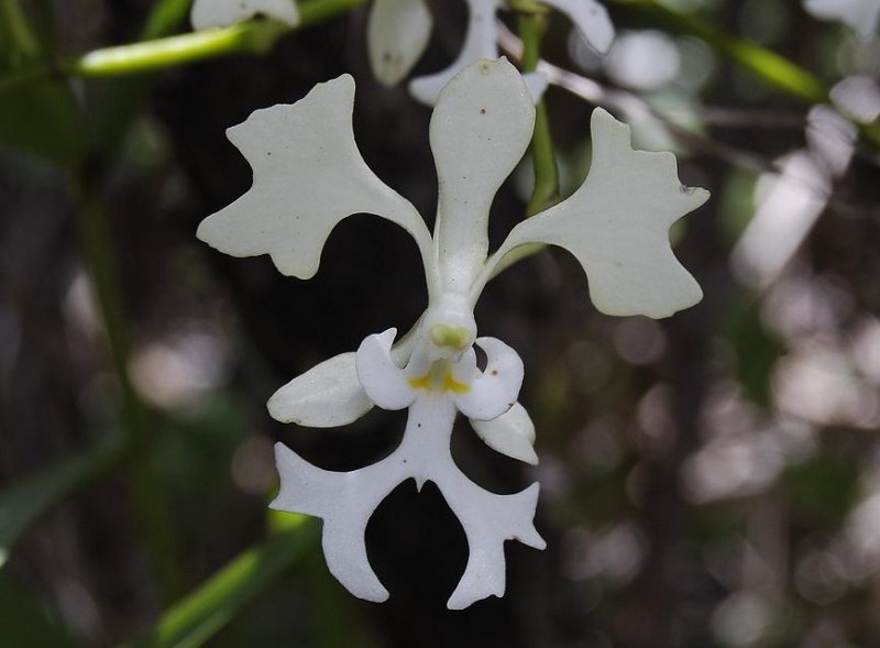 Cryptopus elatus yellow spots.