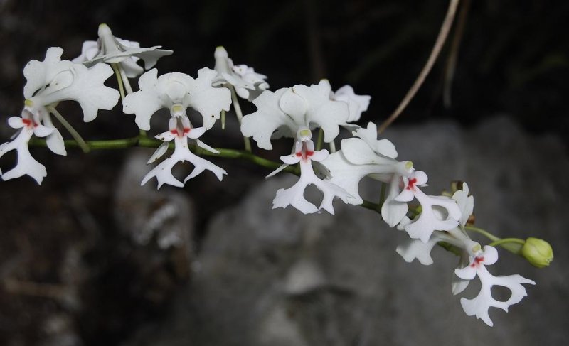 Cryptopus elatus. Excellent clone.
