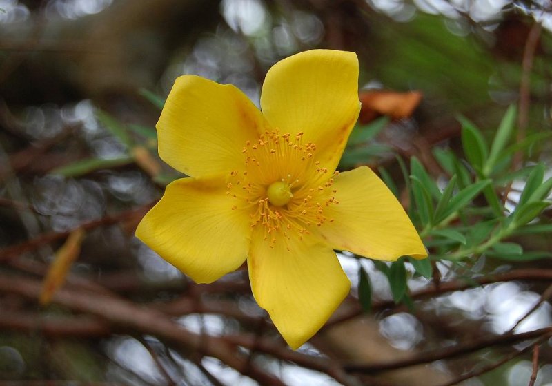Hypericum lanceolatum.