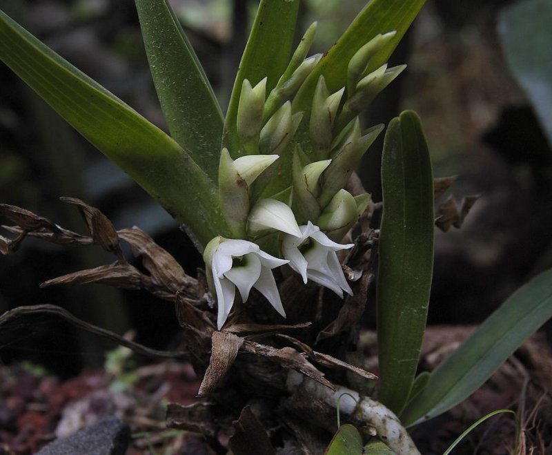 Angracum bracteosum
