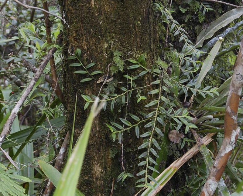 Angraecum implicatum