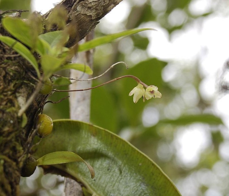 Bulbophyllum sp.