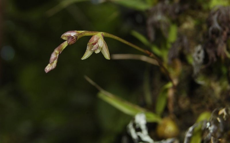 Bulbophyllum sp. Just opening its flowers.