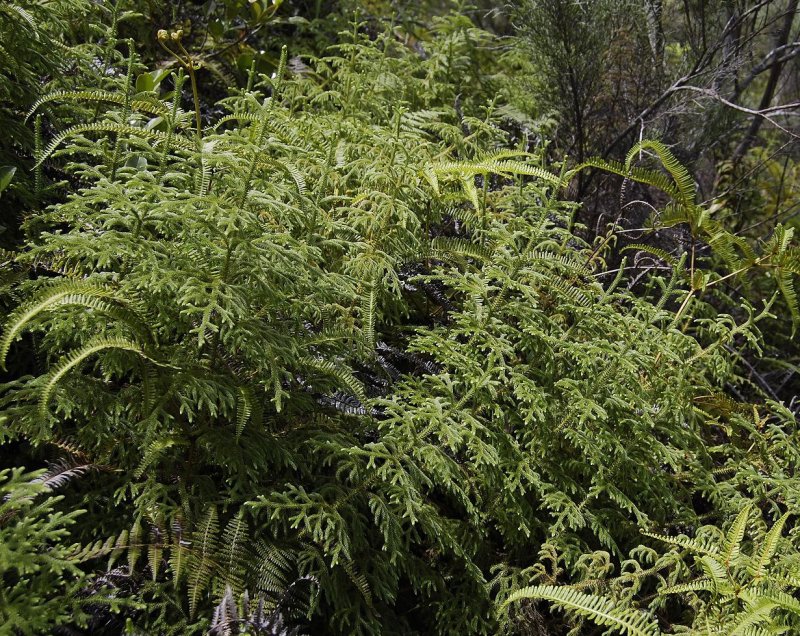 Clubmoss.