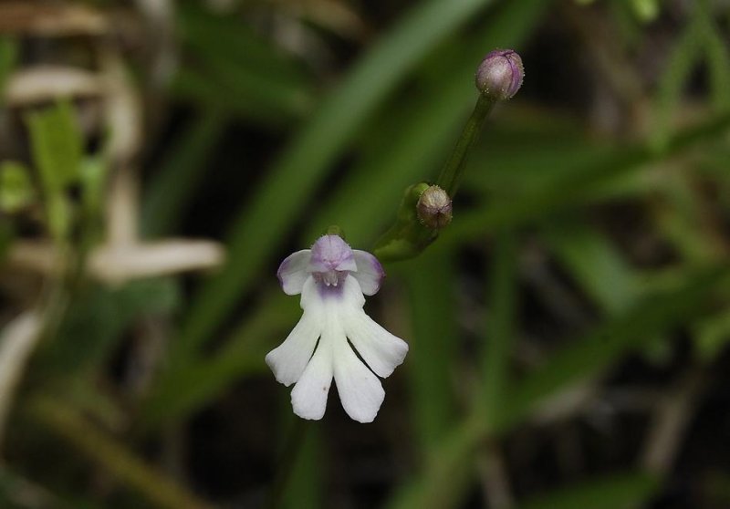 Cynorkis fastigiata close-up.