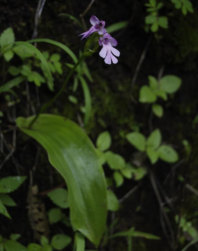 Cynorkis purpurascens