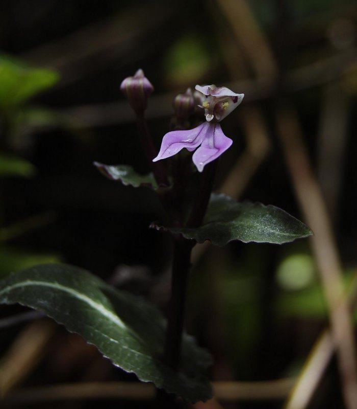 Disperis cordata