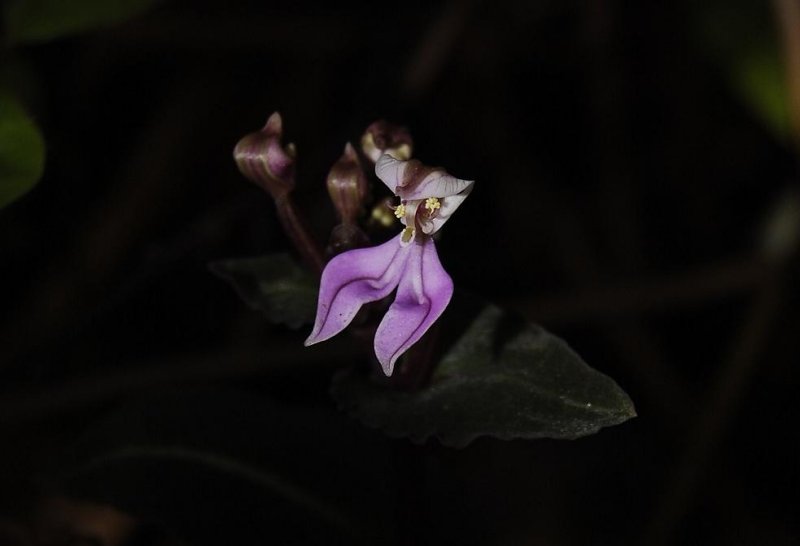 Disperis cordata. Close-up.