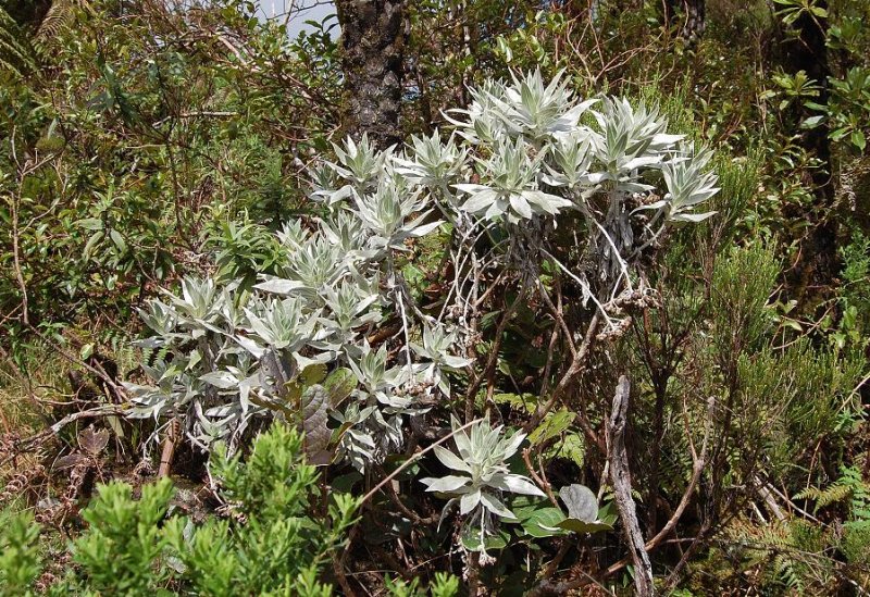 Helichrysum heliotropifolium 