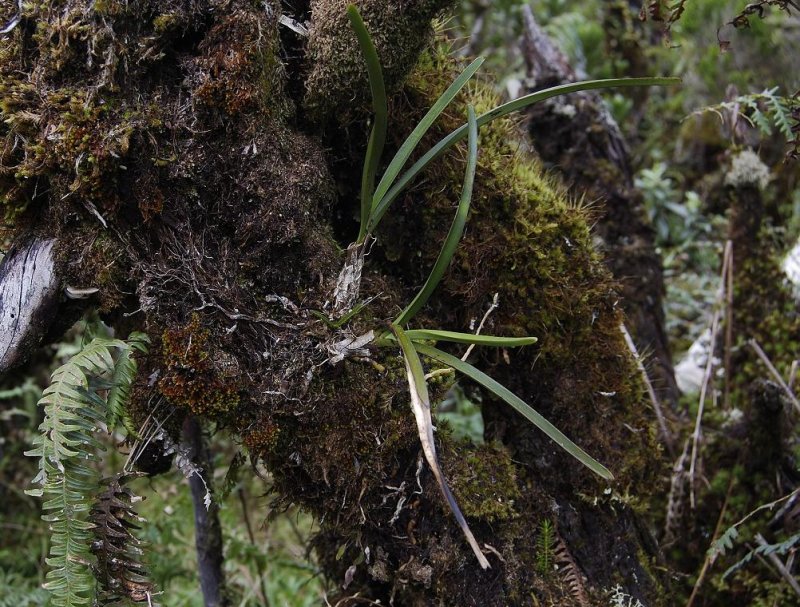 Jumellea stenophylla