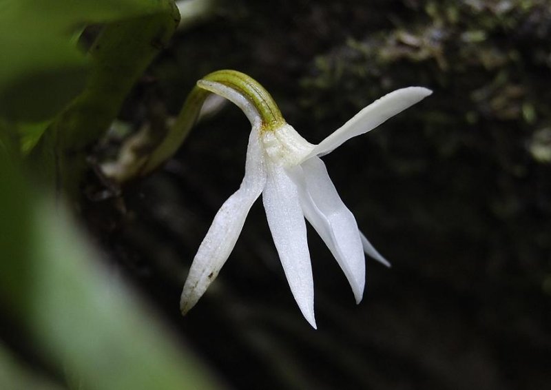 Jumellea triquetra. Close-up.