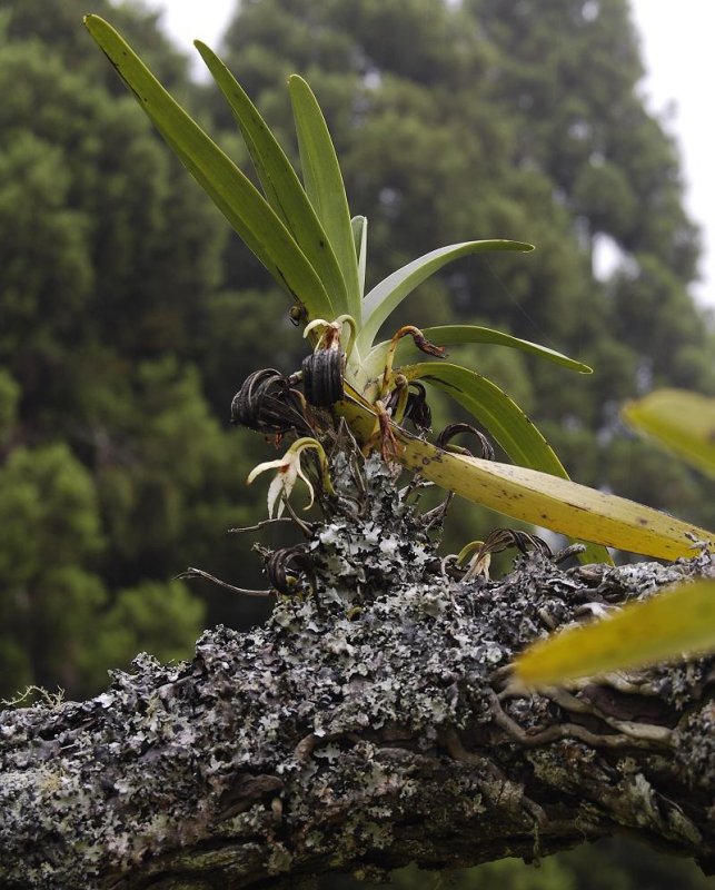 Jumellea triquetra. Old plant.