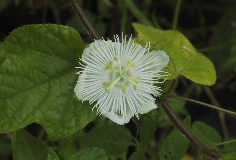 Passiflora foetida f. alba