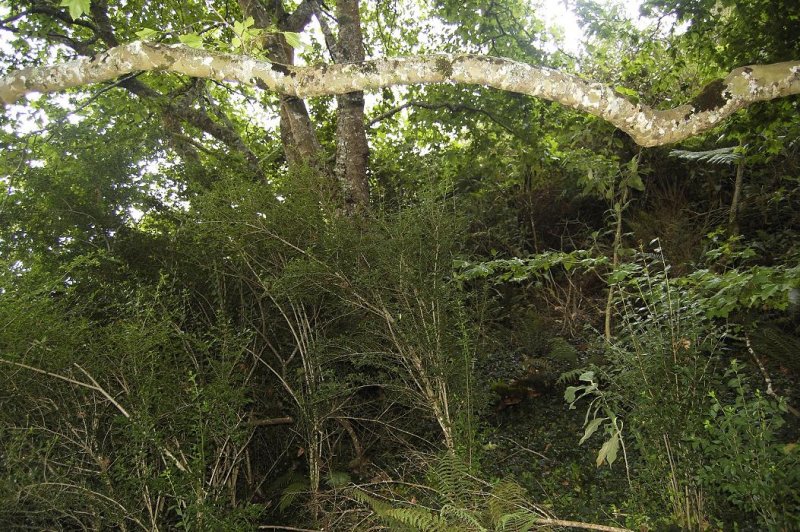 Platanus  and Ligustrum . Alien vegetation is taking over.