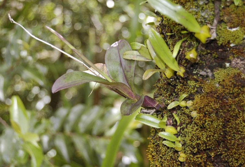 Polystachya spec.