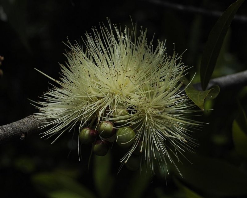 Syzygium jambos