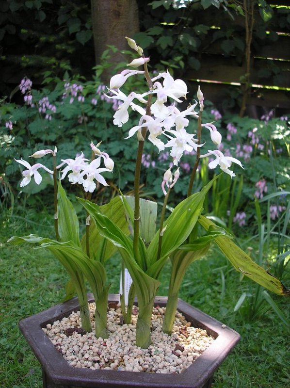 Calanthe arisanense plant.