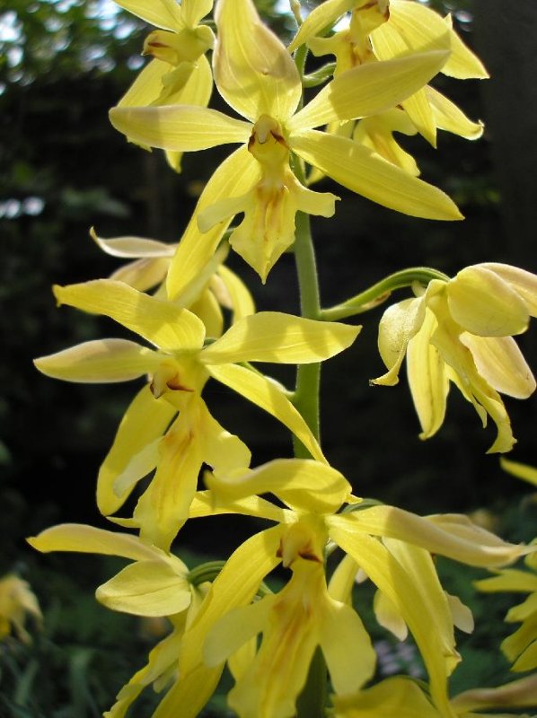 Calanthe citrina