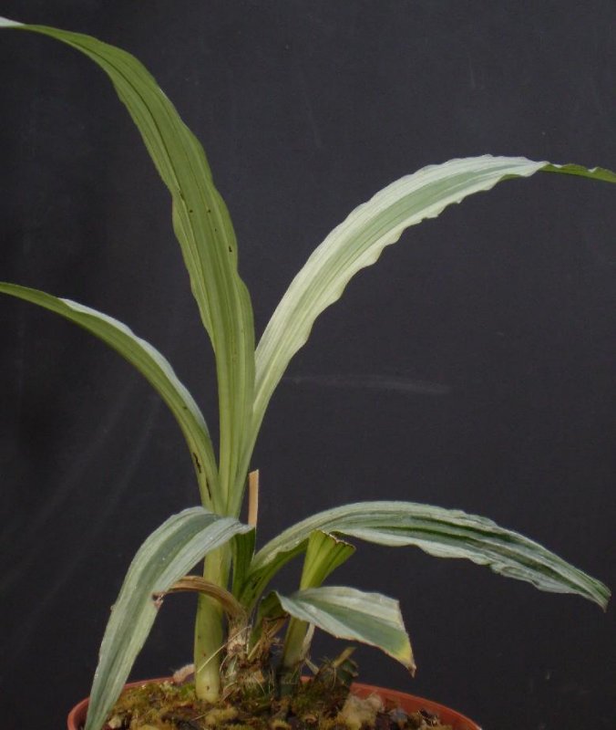 Calanthe judithiae
