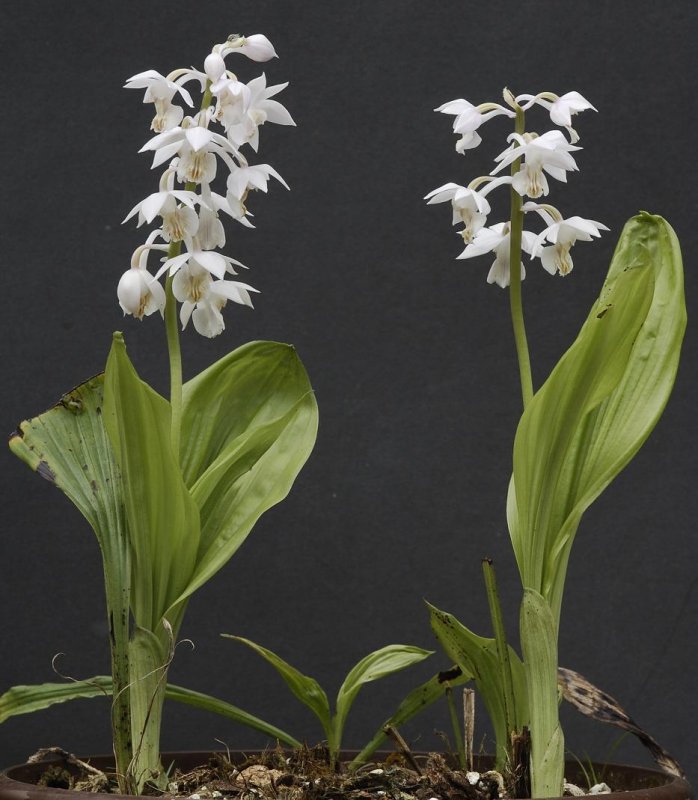 Calanthe aristulifera. (Plant courtesy of Jac. Wubben)
