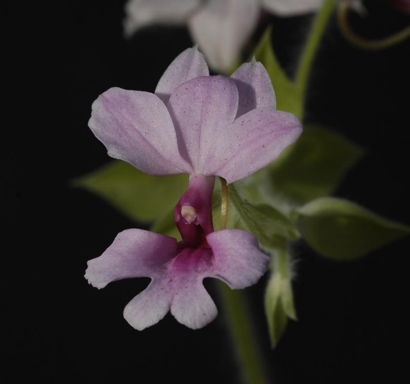 Calanthe rubens. (Plant courtesy of Jac. Wubben