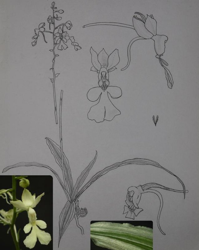 Calanthe judithiae