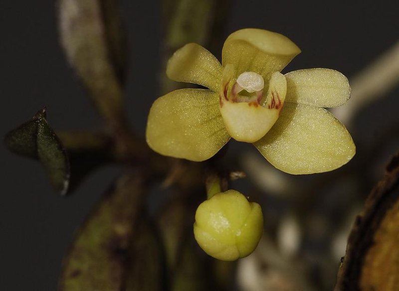 Thrixspermum japonicum. A Japanese species that can stand frost and winterwetness. (very unusual for an epiphyte)