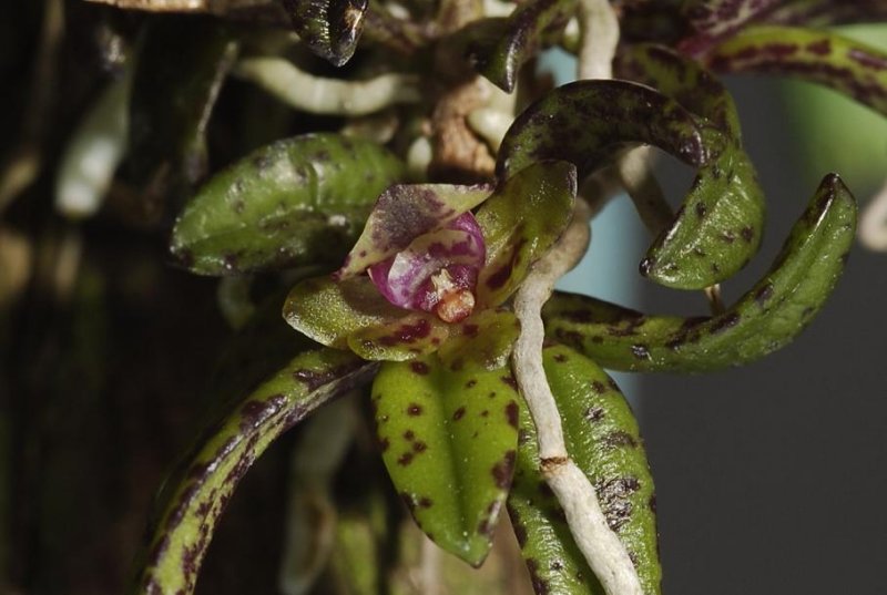 Gastrochilus matsuran. A Japanese species that can stand frost and winterwetness. (very unusual for an epiphyte)