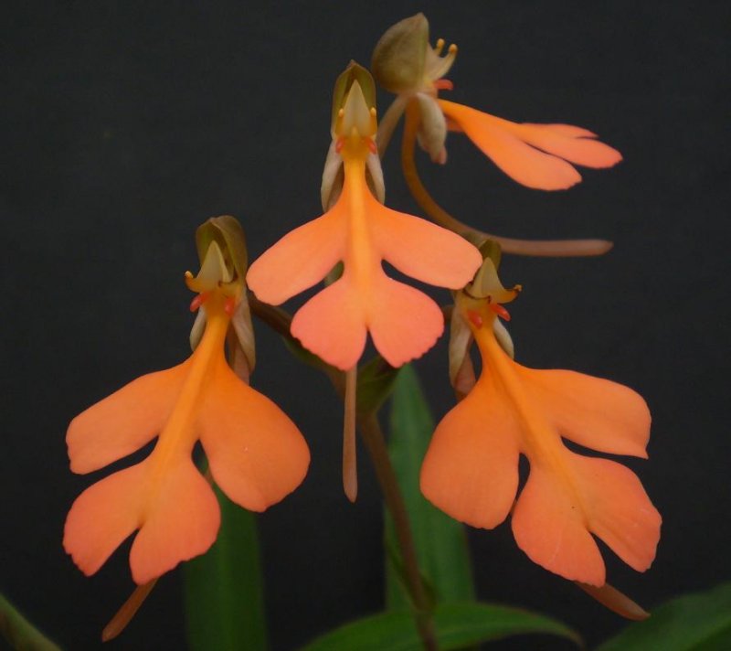 Habenaria rhodocheila orange.