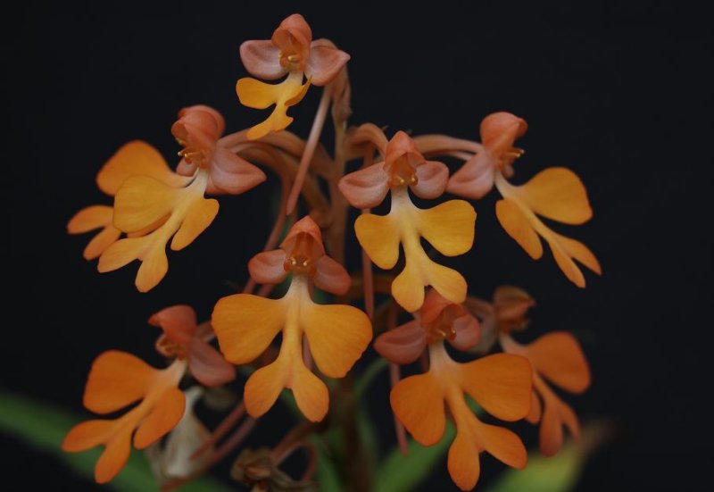 Habenaria rhodocheila orange type 2. (roebelinii type)