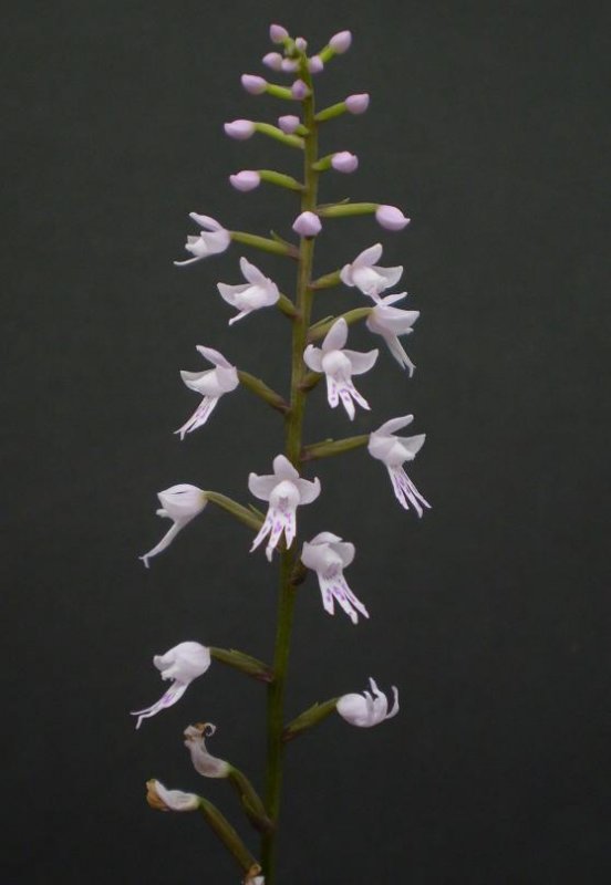 Stenoglottis fimbriata. var. saxicola
