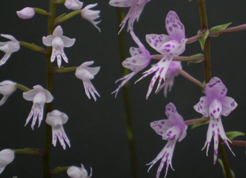 Stenoglottis fimbriata var. saxicola and S. longifolia.