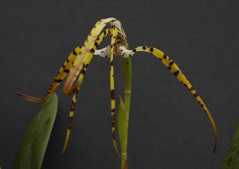 Maxillaria speciosa.