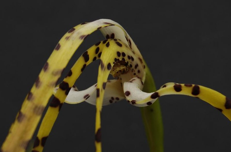 Maxillaria speciosa. Close-up.